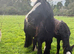 Gorgeous mare and foal together ️