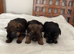 Border Terrier Pups