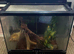 Females crested geckos and exo terra