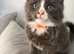 Maine coon kittens