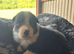 Working Border Collie Pups