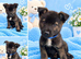 Akita puppy's boys/girls