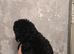 Beautiful F1BB rare curly cockapoo's