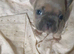 6 frenchies
