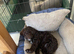 Pra clear f1BB miniture cockapoo puppies