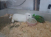 Male white rabbit with blue eyes