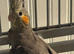Young 3 Cockatiels