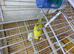 baby budgies for sale