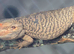 6 year old Male Bearded Dragon
