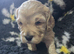 Beautiful f1 cockapoo puppies