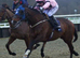 A super kind alrounder - teenager horse