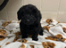Cockapoo puppy
