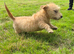 Two Glen of amaal Terriers pups