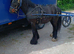 Ride and drive colt