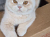 cream british shorthair