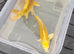 Koi carp