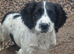 12 week old springer Spaniel male pups