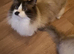 Male Ragdoll cat