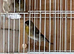 Goldfinch x red Siskin