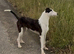 10 month old lurcher bitch