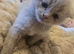 Adorable Scottish Fold Kittens looking for Forever Home