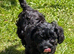 Cockapoo puppies. Reduced price