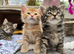Beautiful long haired kittens 