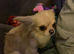 Male chihuahua