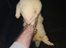 Up to stud only red eye albino