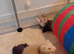 2 lovely boys need a new home.