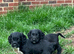 4 beautiful puppys looking for there forever home