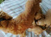 Cocker spaniel puppies
