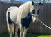 Driving cob mare