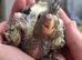 Adorable hand reared baby cockatiel