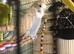 Baby Exhibition Budgie