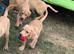 5 stunning Labrador puppies for sale