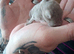Mini lop baby ready to reserve