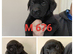 Lovely lab x pointerdor puppies