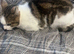 Gorgeous Female mix breed Tabby