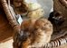 Silkie-Orpington-Easter Egger-Americana-Olive Egger-chicks etc