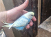 Baby budgies