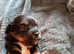 Puppies