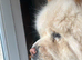 5 yr old in tact male chow chow