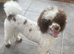 Brown Parti Mini Poodle at stud