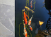 Koi for sale