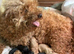 Miniature Poodle Puppies