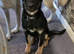 3/4 German shepherd 1/4 Alaskan malamute puppy