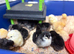 Chicks available near selby