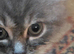 Premium Half‑Ragdoll Kittens — Ready for Loving Homes