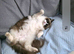 Seal point ragdoll